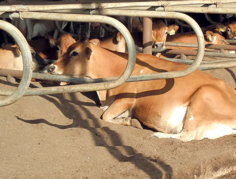 Sand bedding separation