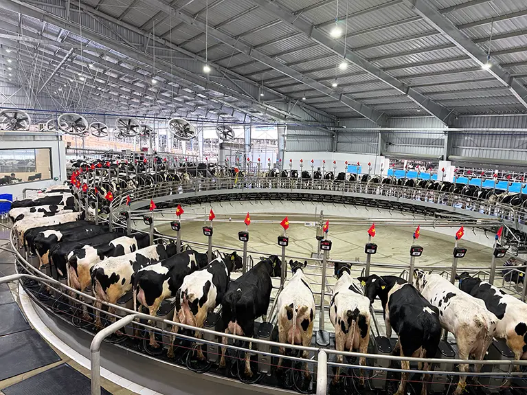 High-Tech Milking Parlor