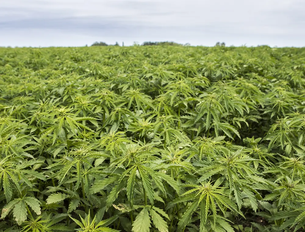 Hemp growing