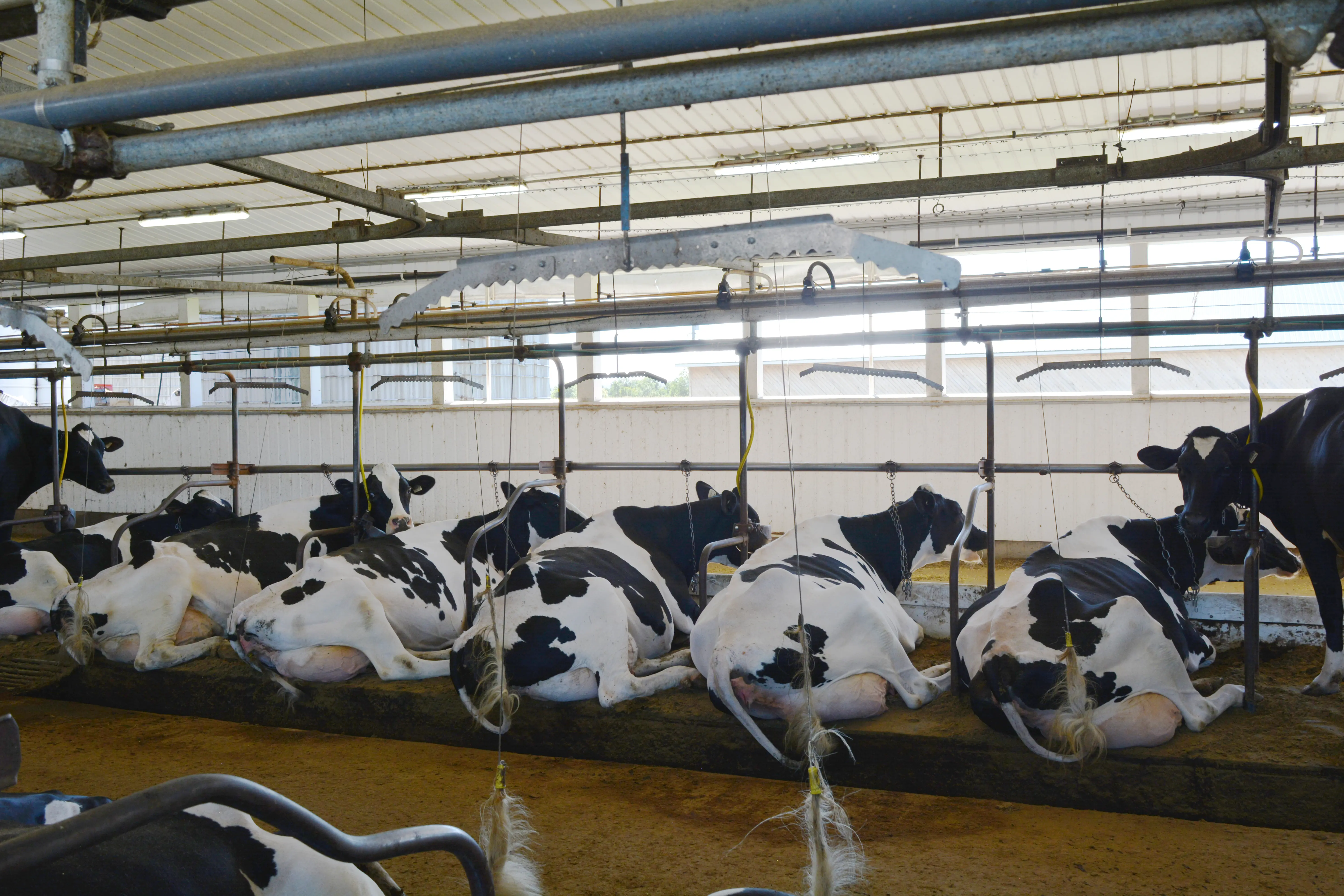 High-quality bedding at Drahoka Farm