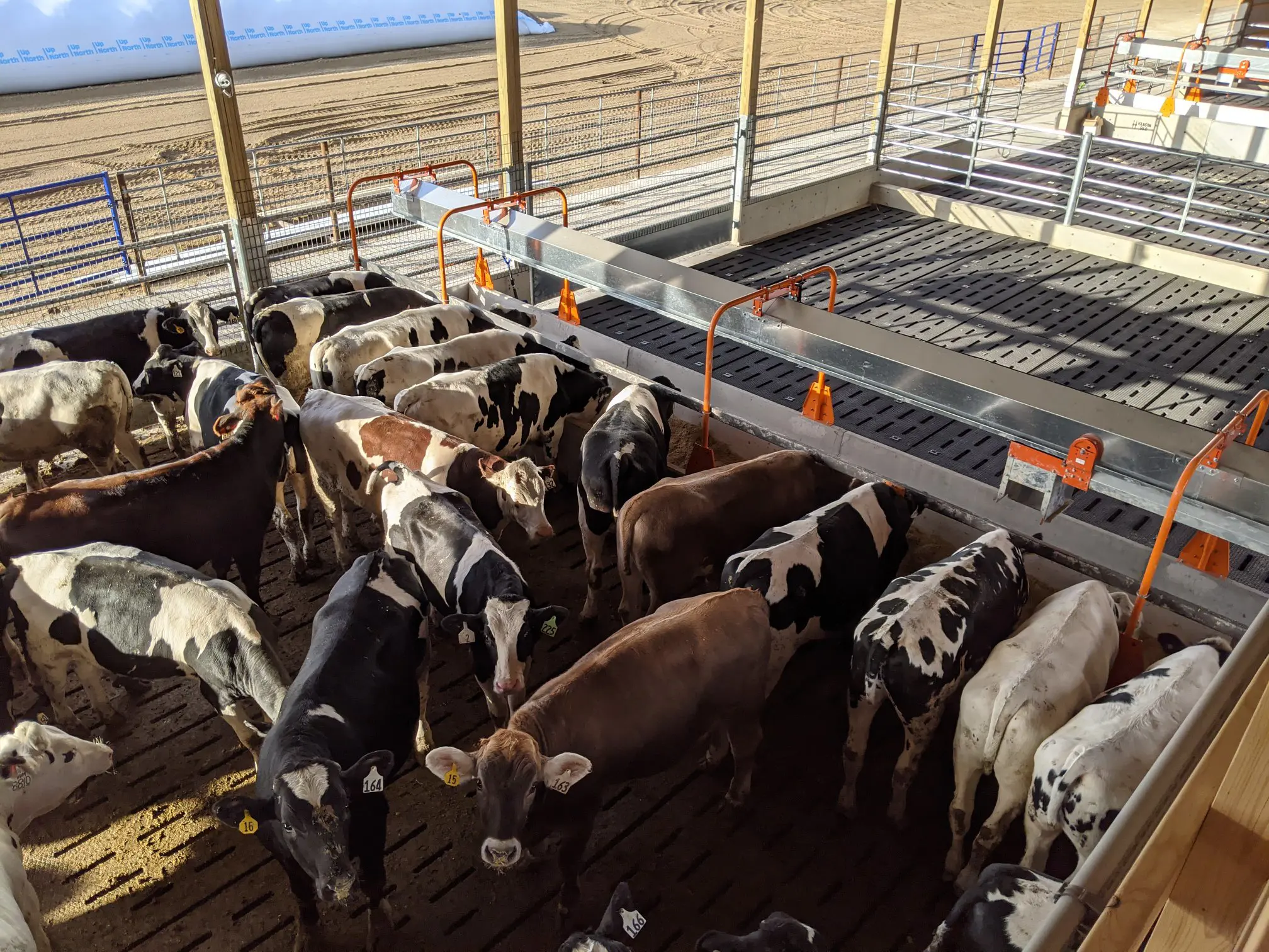 Center charge feeder - Brandon Dingmann Steer Barn