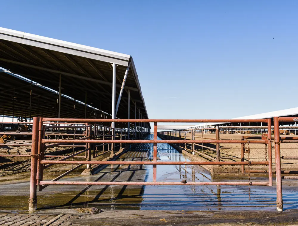 A pathway with a flushing system - Four J Farms