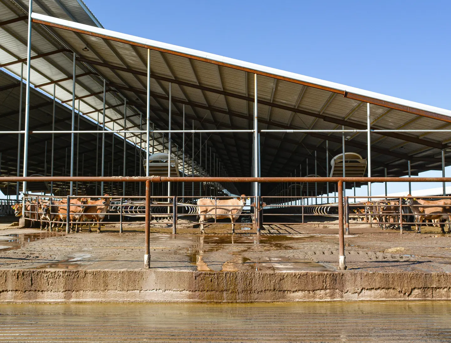 An innovative system at Four J Farms