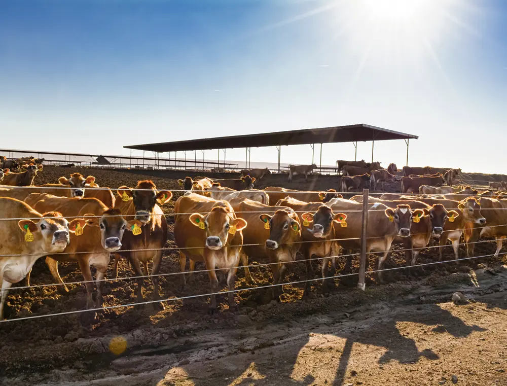 Jersey cow herd - Horizon Jerseys Farm