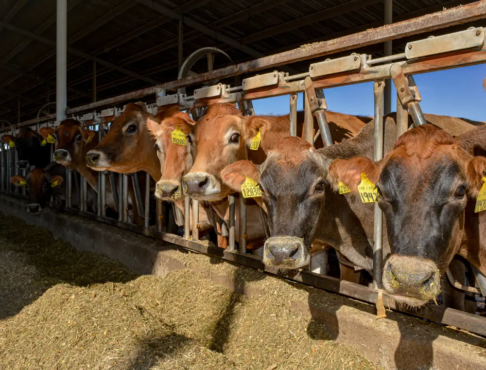 Jersey cows - Four J Farms